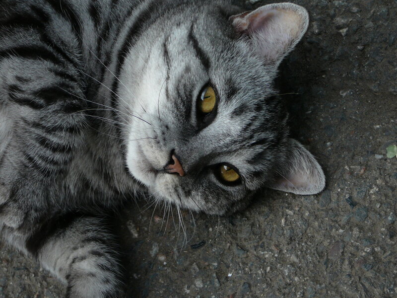Gray Tabby Cat — Ground