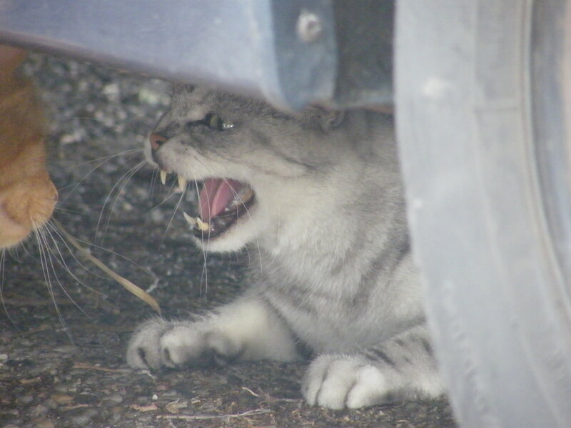 Gray Tabby Cat Hissing