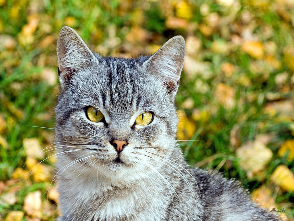 gray tabby cat in autumn
