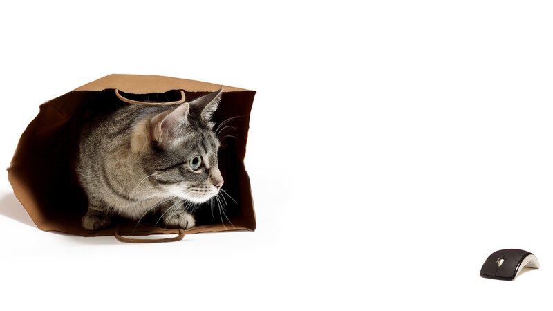 Gray Tabby Cat in Bag — Brown