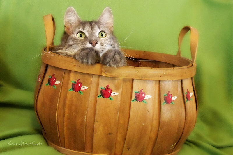 Gray Tabby Cat in Basket — Brown