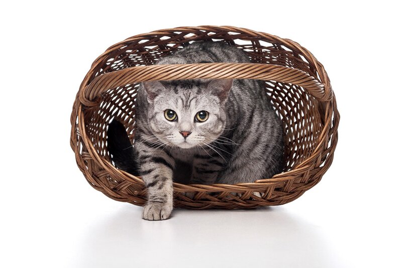 Gray Tabby Cat in Basket — Calm, Photograph
