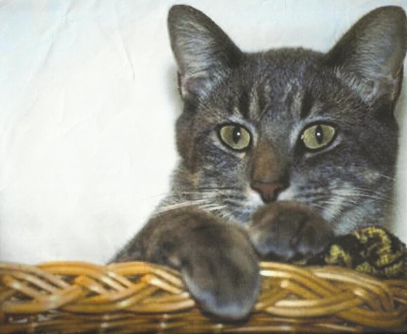 Gray Tabby Cat in Basket — Calm