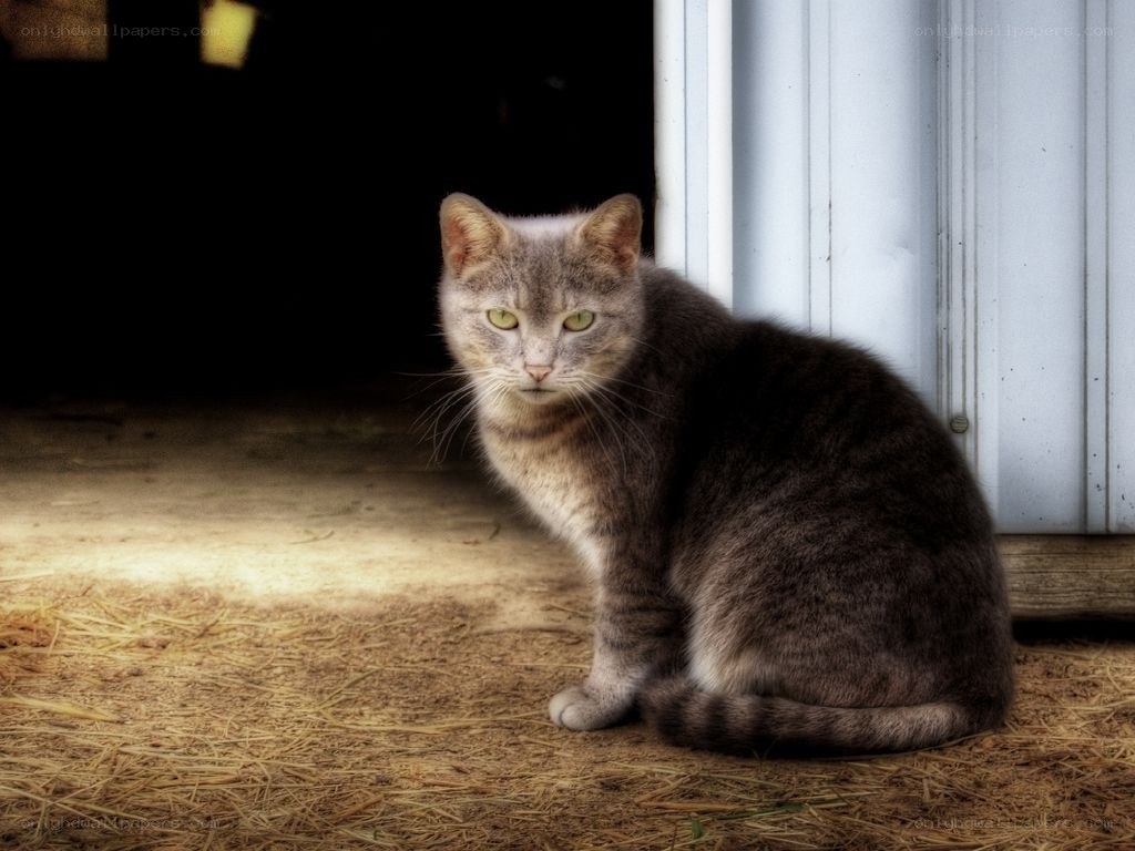 gray tabby cat in doorway