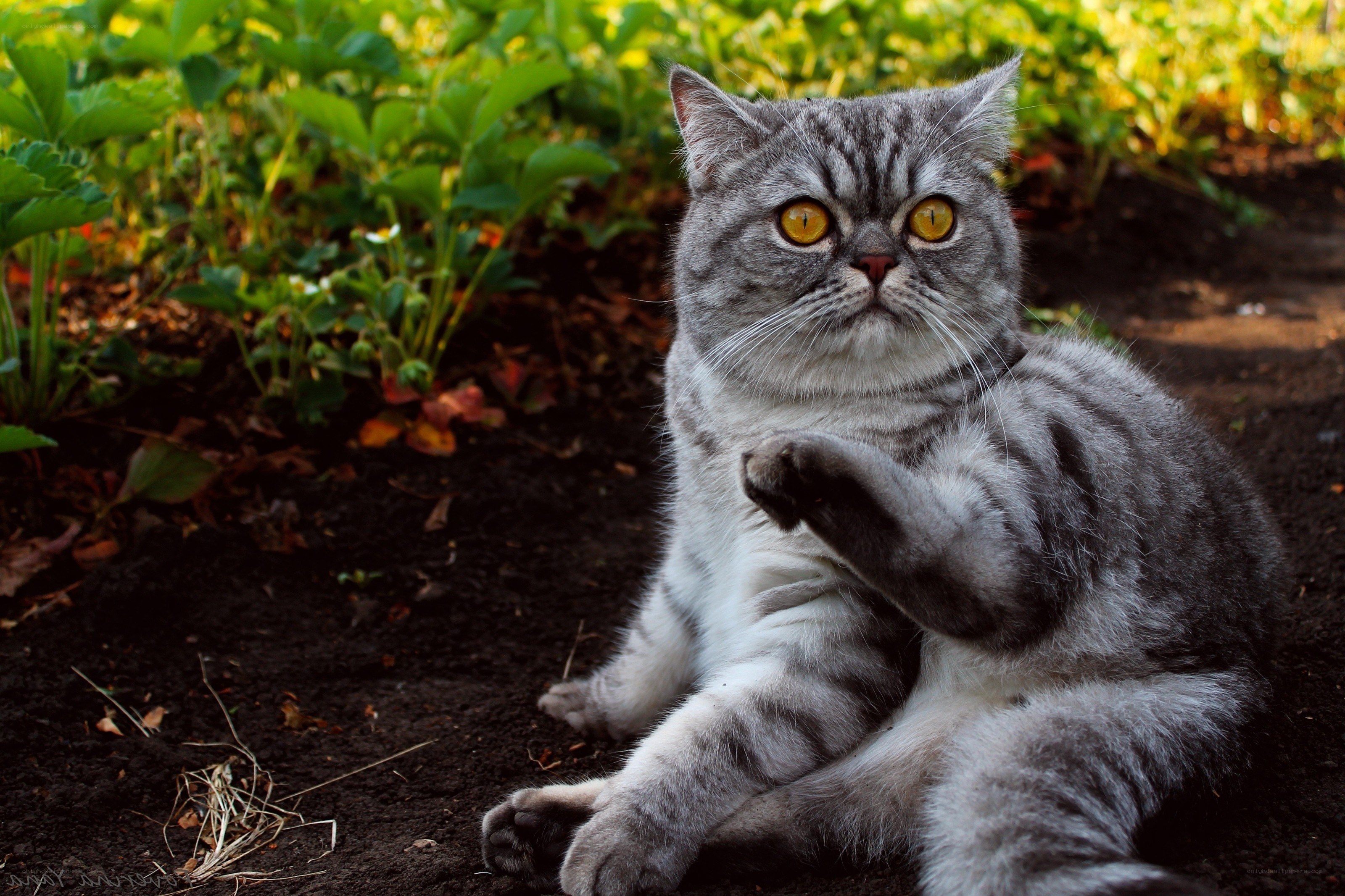 gray tabby cat in garden