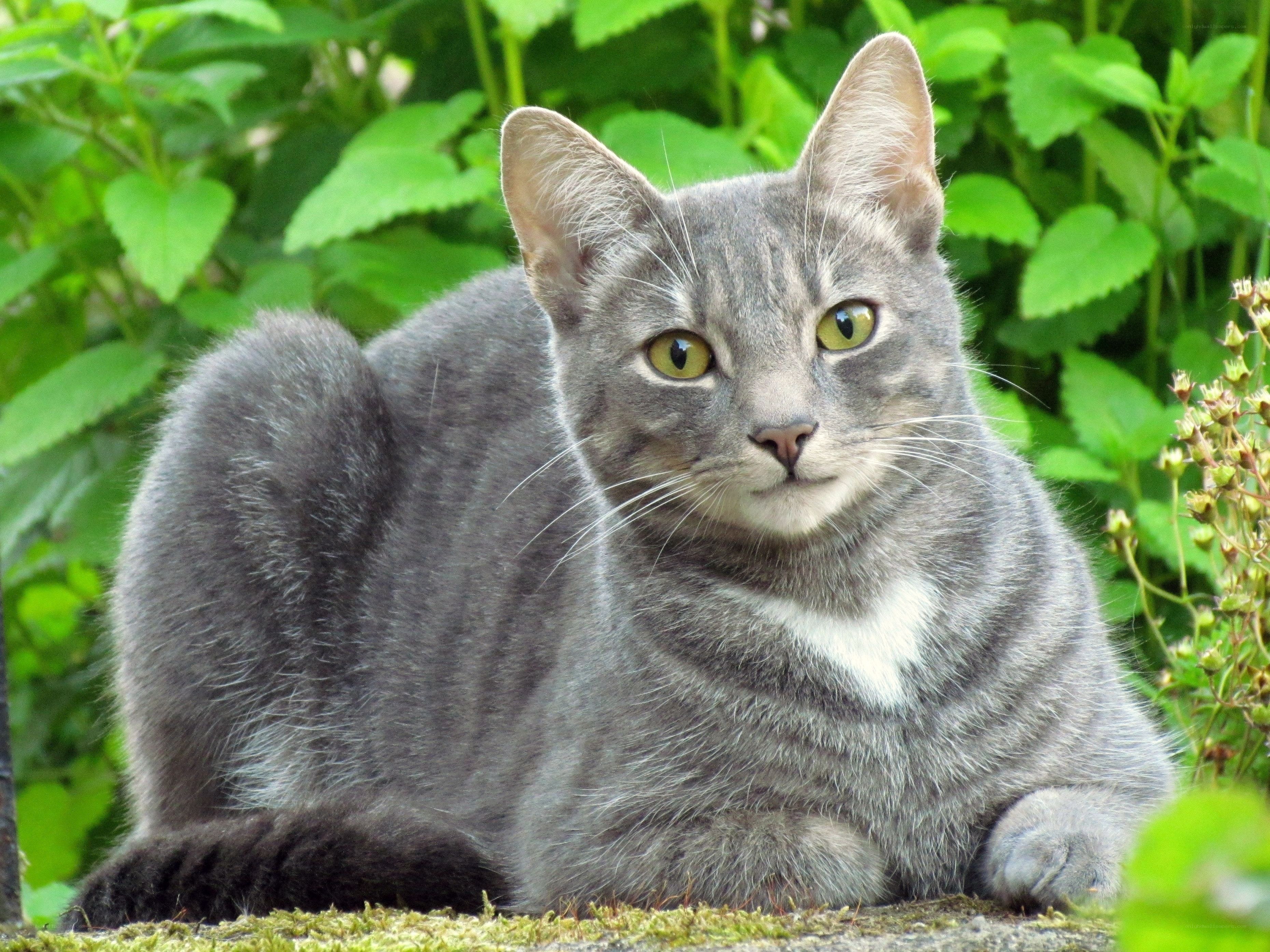 gray tabby cat in garden