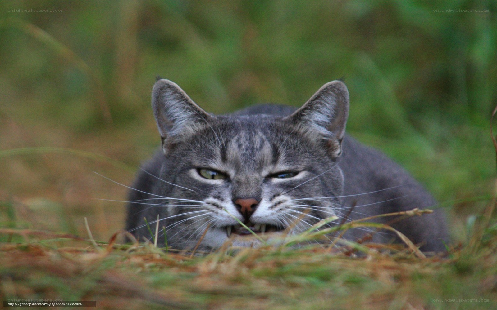 gray tabby cat in grass