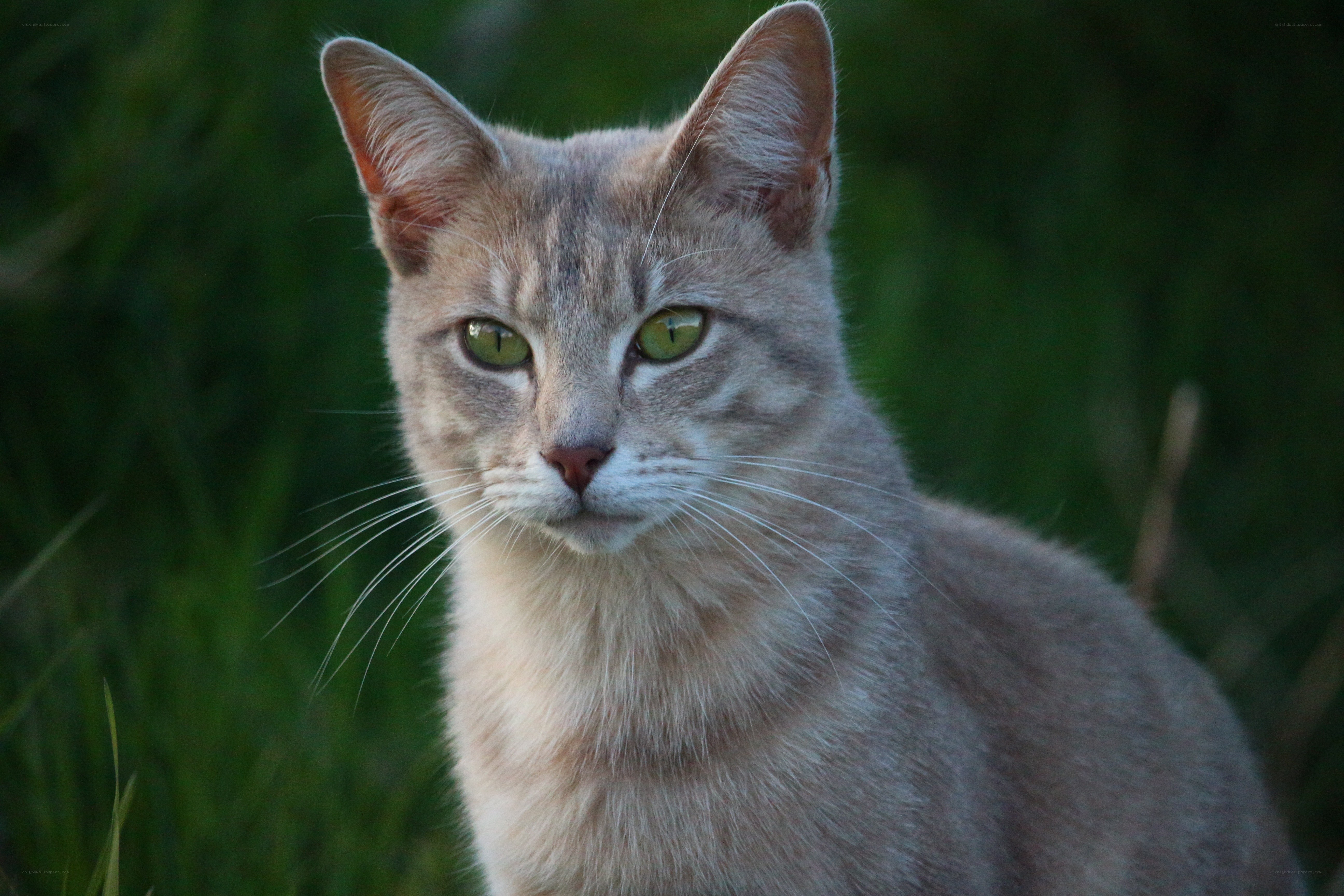 gray tabby cat in grass
