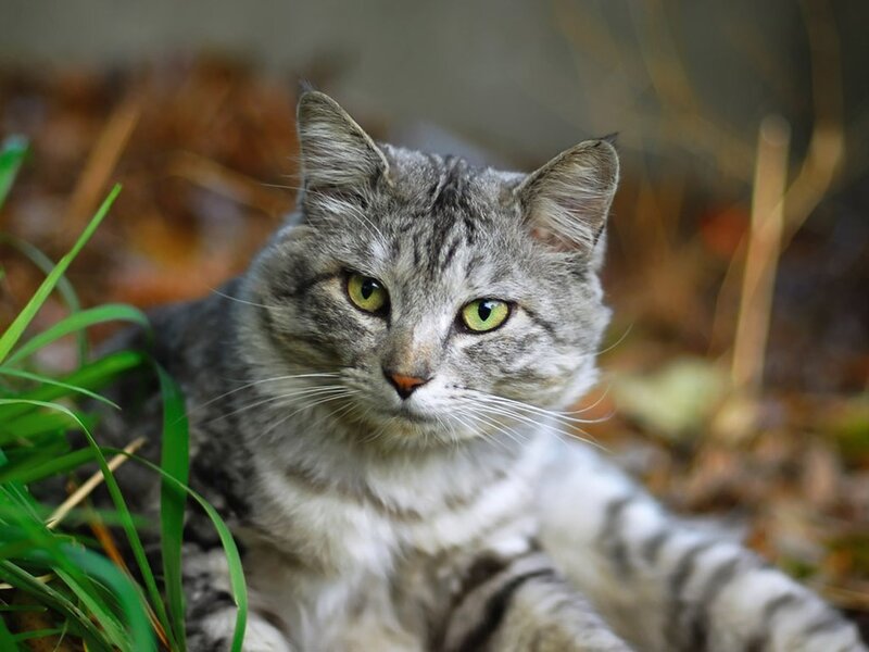 gray tabby cat in grass