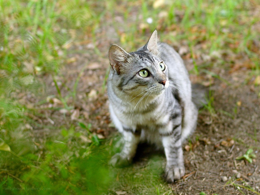 gray tabby cat in grass