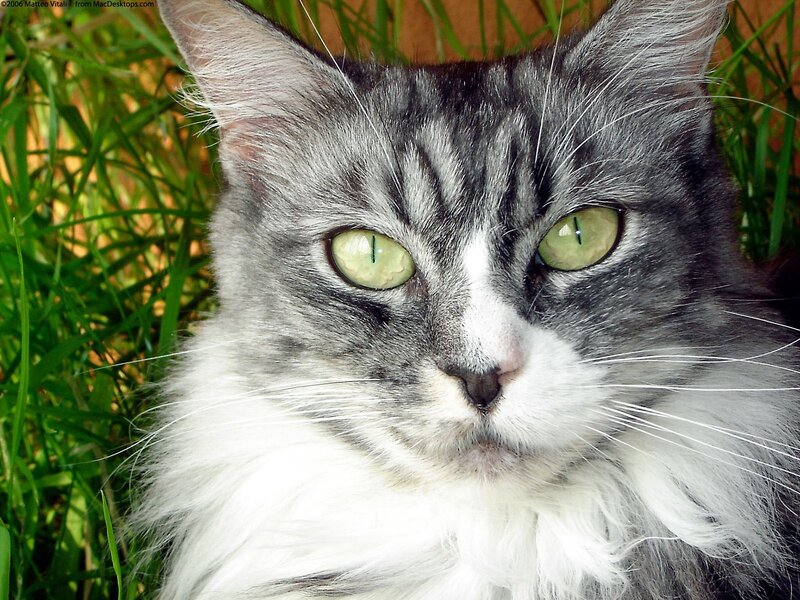 gray tabby cat in grass