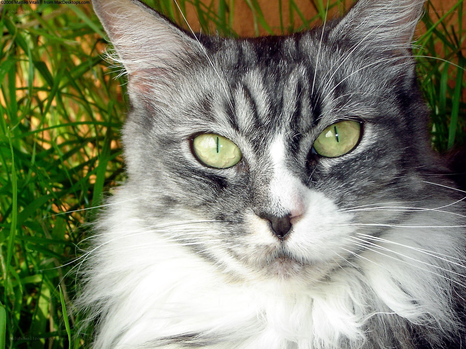 gray tabby cat in grass