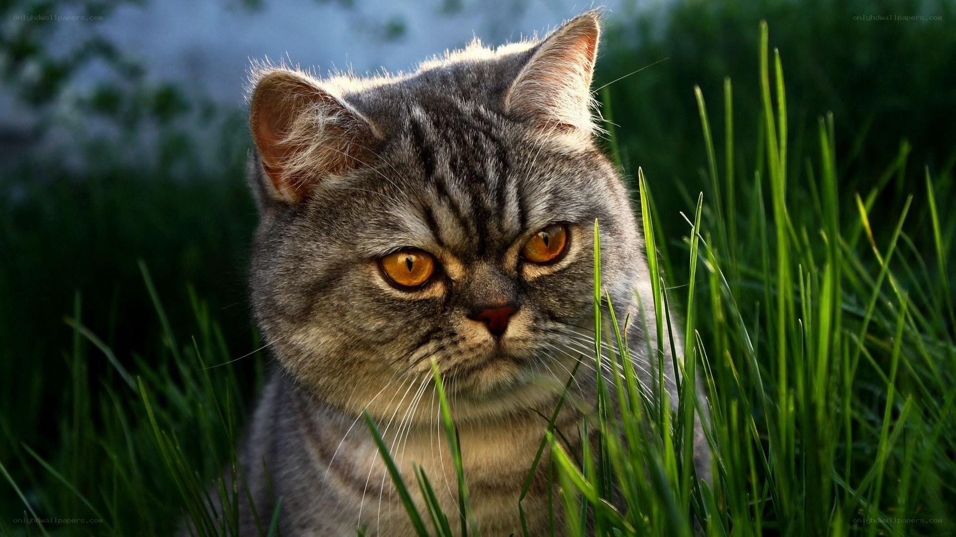 gray tabby cat in grass