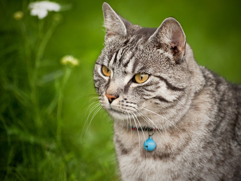 gray tabby cat in grass