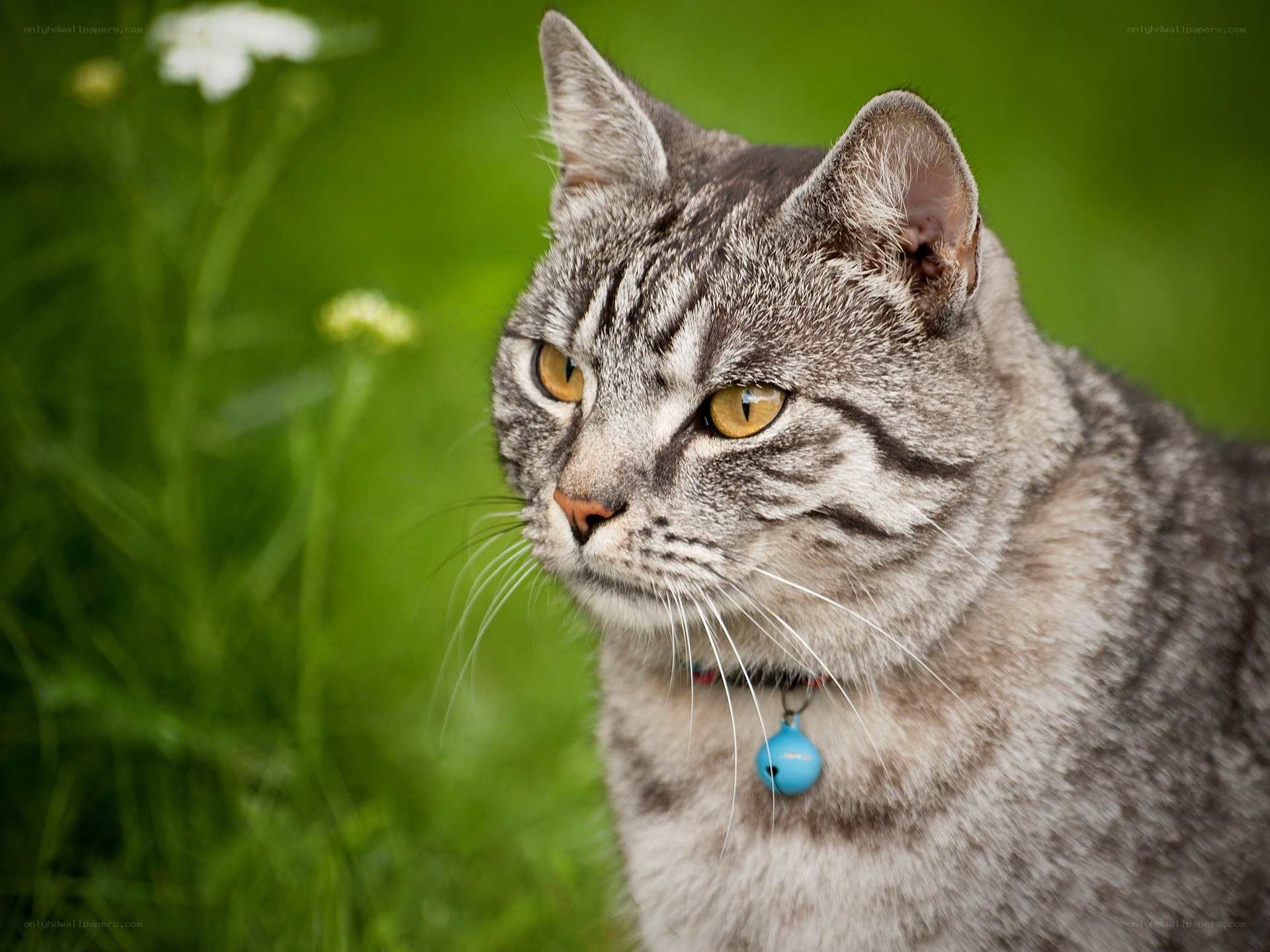 gray tabby cat in grass