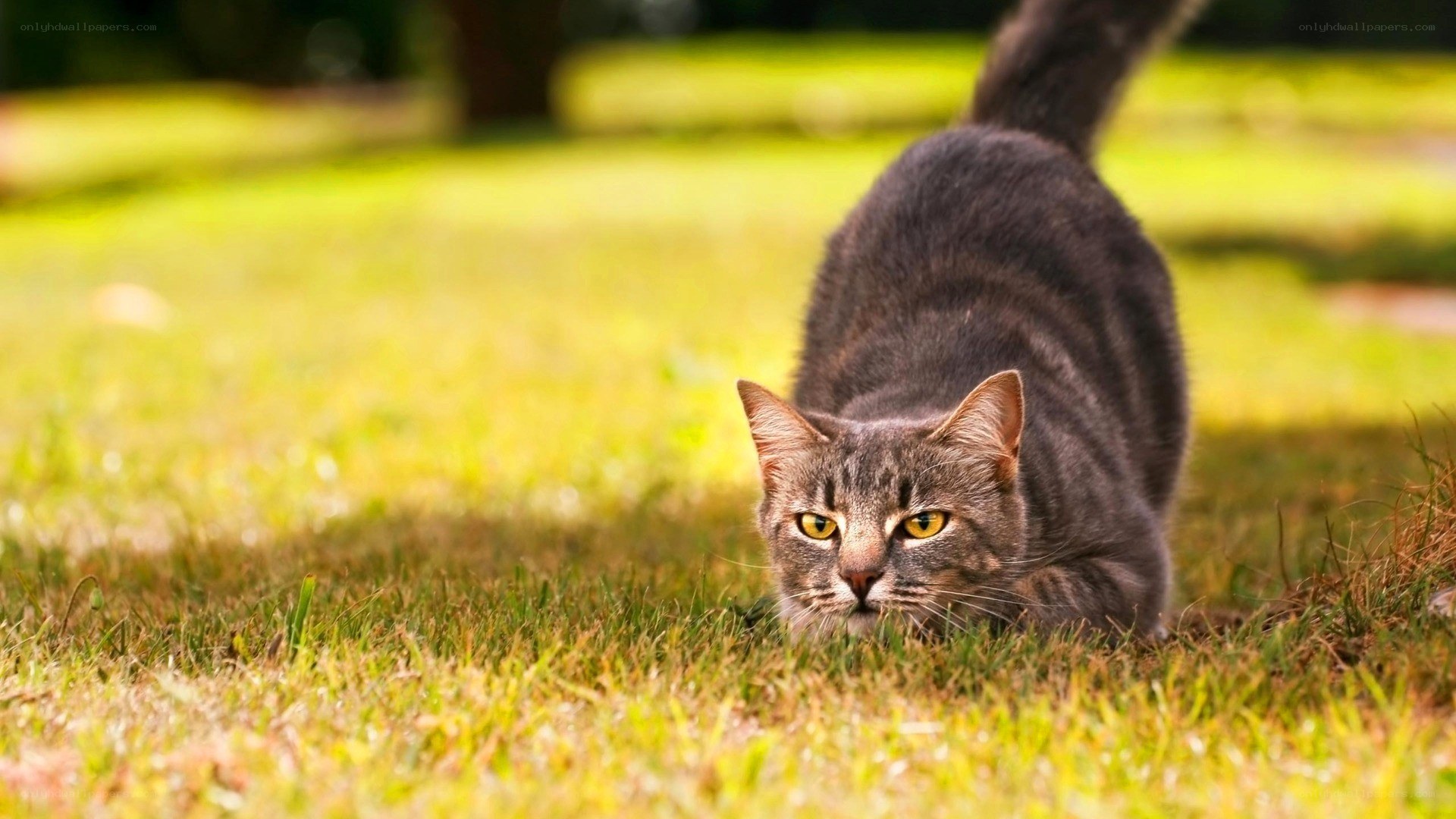 gray tabby cat in grass