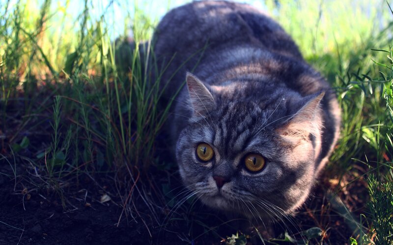Gray Tabby Cat in Grass — Alert, Afternoon, Photograph