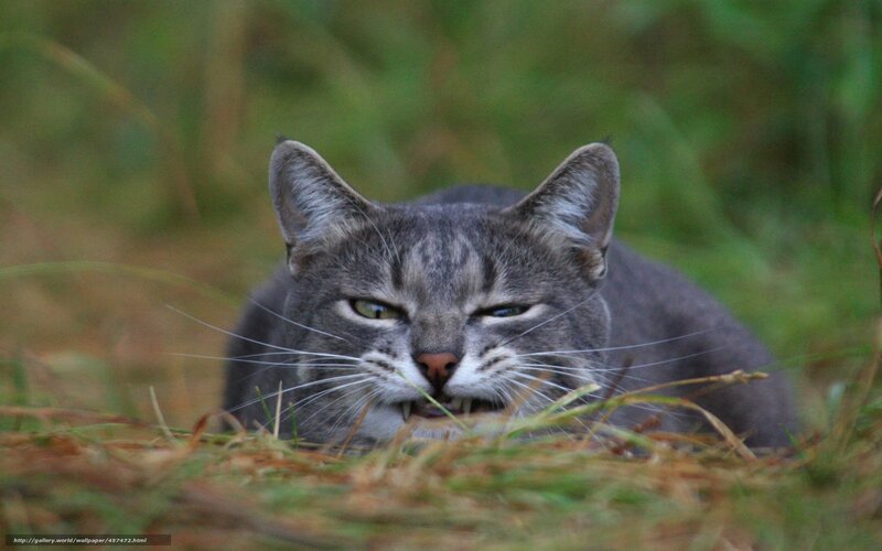 Gray Tabby Cat in Grass — Alert, Photograph