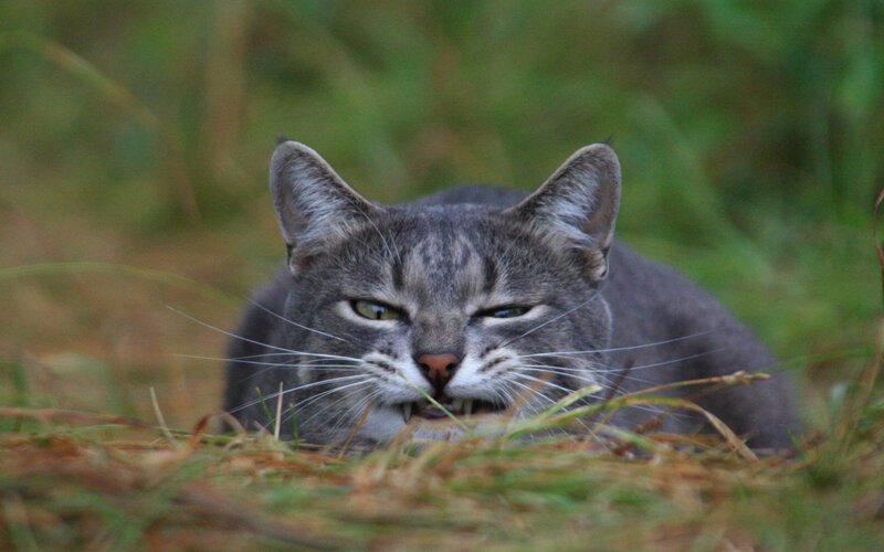 Gray Tabby Cat in Grass — Alert