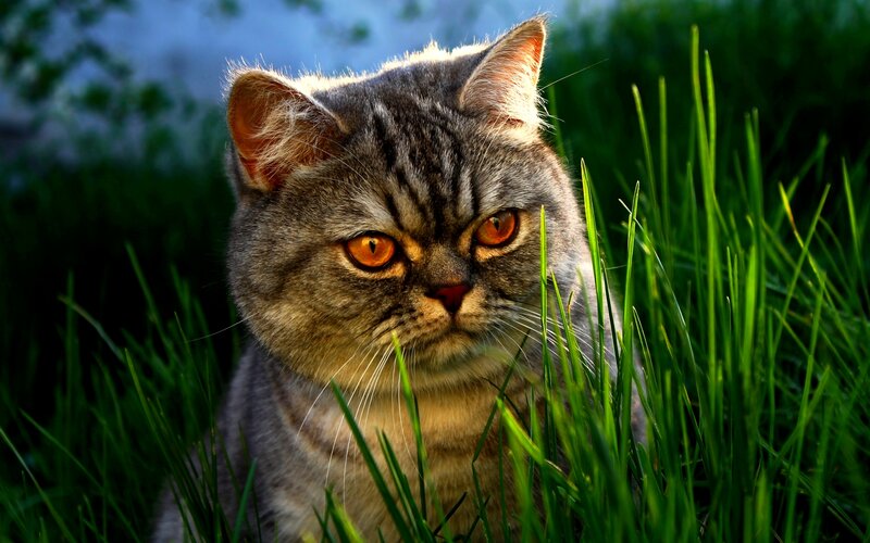 Gray Tabby Cat in Grass — Green, Alert, Afternoon