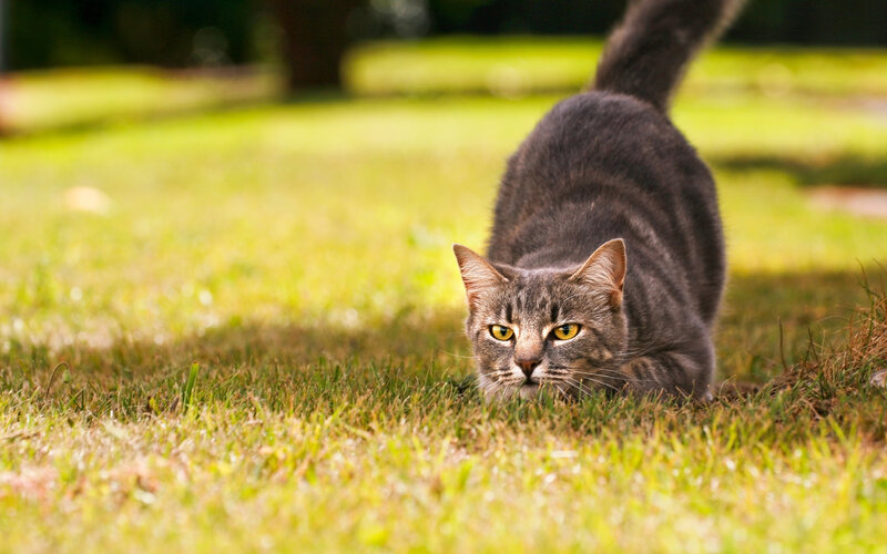 Gray Tabby Cat in Grass — Green, Alert