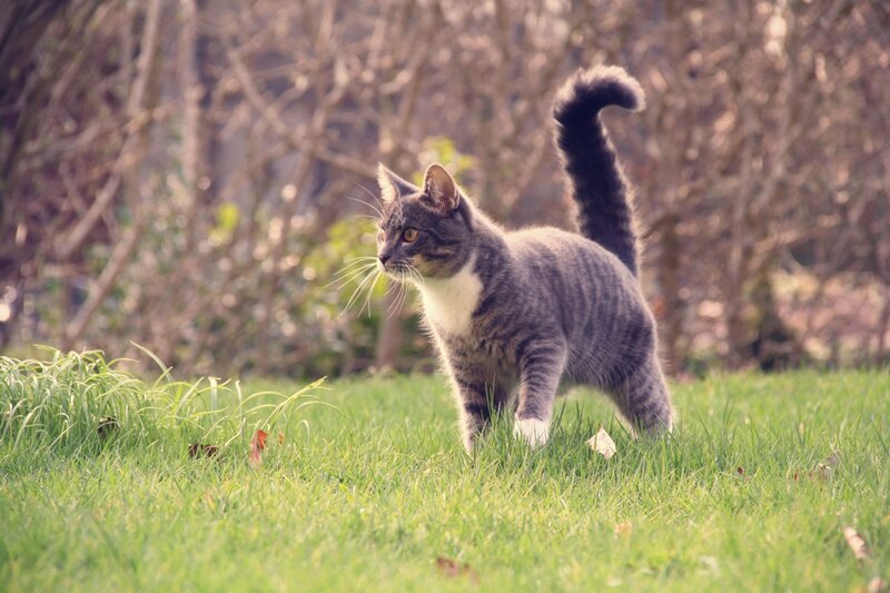Gray Tabby Cat in Grass — Green, Calm, Afternoon