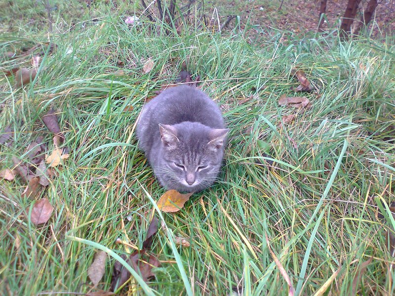 Gray Tabby Cat in Grass — Green, Calm, Autumn
