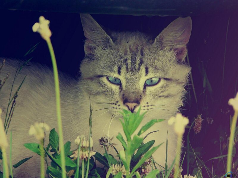 Gray Tabby Cat in Grass — Green, Calm, Night