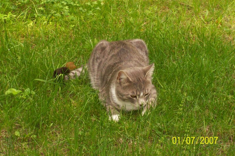 Gray Tabby Cat in Grass — Green, Calm, Summer