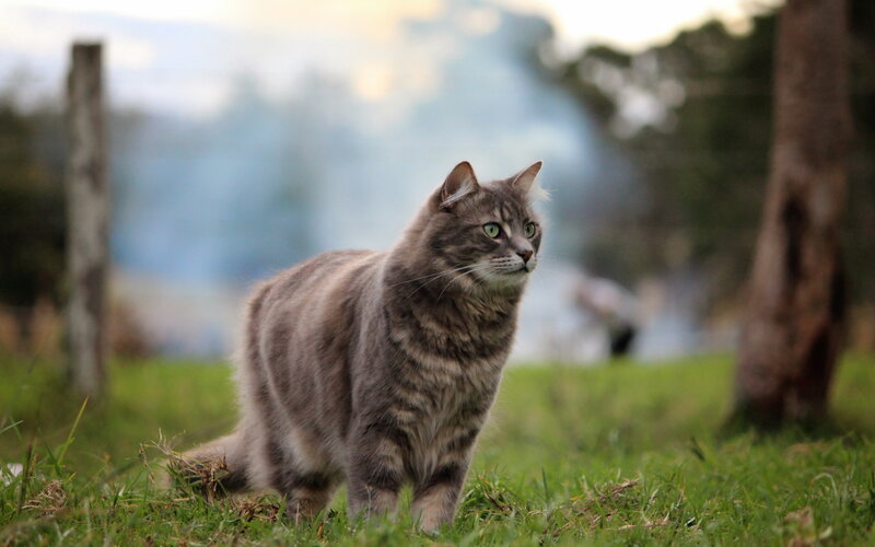 Gray Tabby Cat in Grass — Green, Calm, Sunset