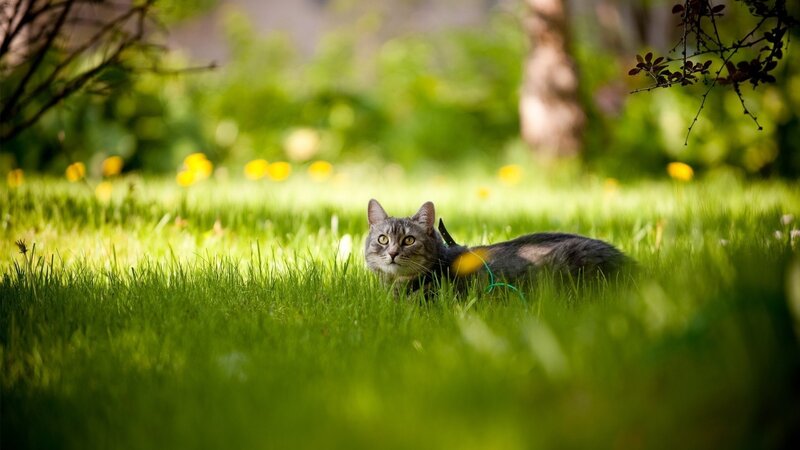 Gray Tabby Cat in Grass — Green, Calm