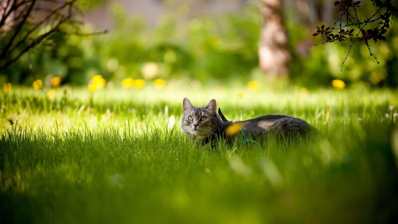 Gray Tabby Cat in Grass — Green, Serene, Afternoon