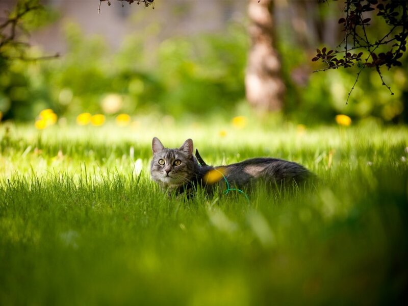 Gray Tabby Cat in Grass — Green, Serene