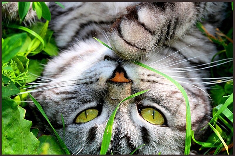 Gray Tabby Cat in Grass — Green