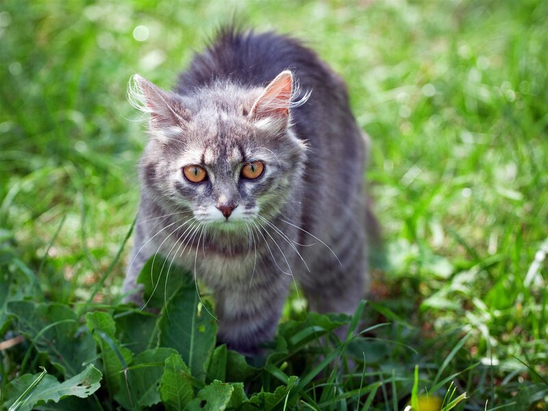 Gray Tabby Cat in Grass — Whiskers