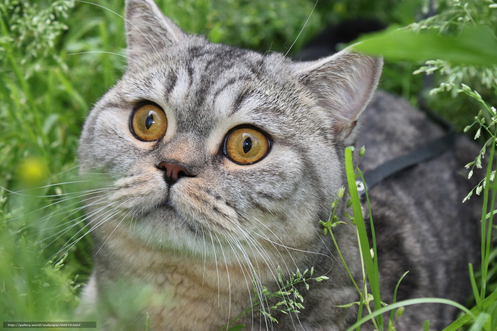 gray tabby cat in grass