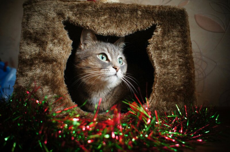 Gray Tabby Cat in House