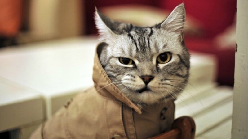 Gray Tabby Cat in Jacket