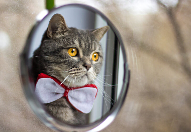 Gray Tabby Cat in Mirror