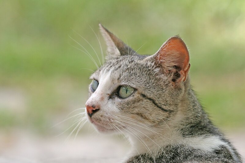 gray tabby cat in profile