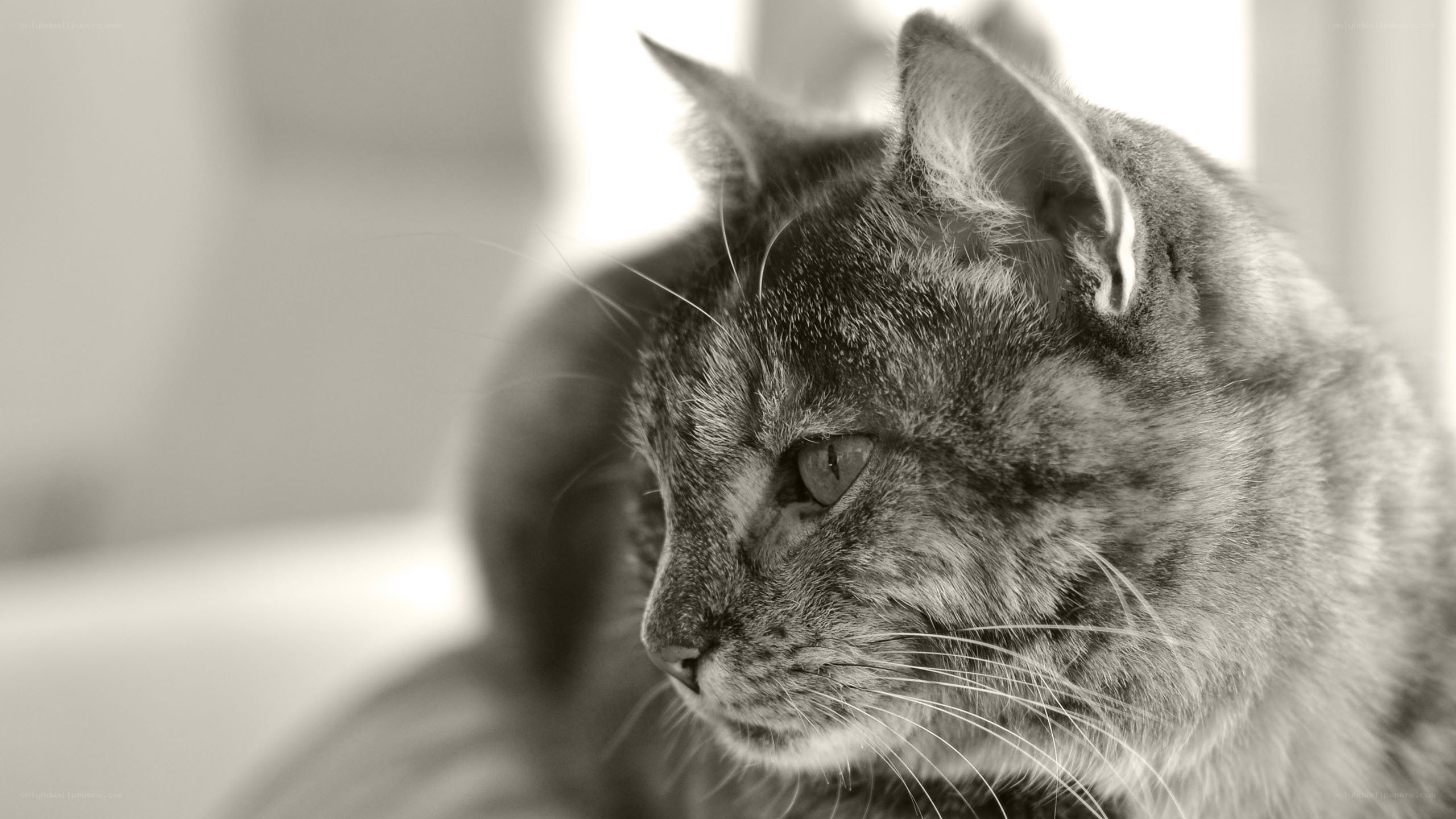 gray tabby cat in profile