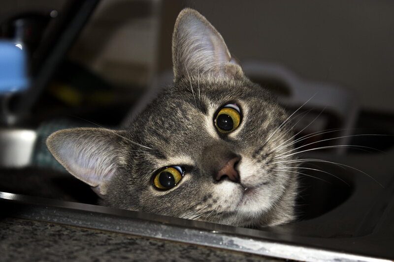 Gray Tabby Cat in Sink