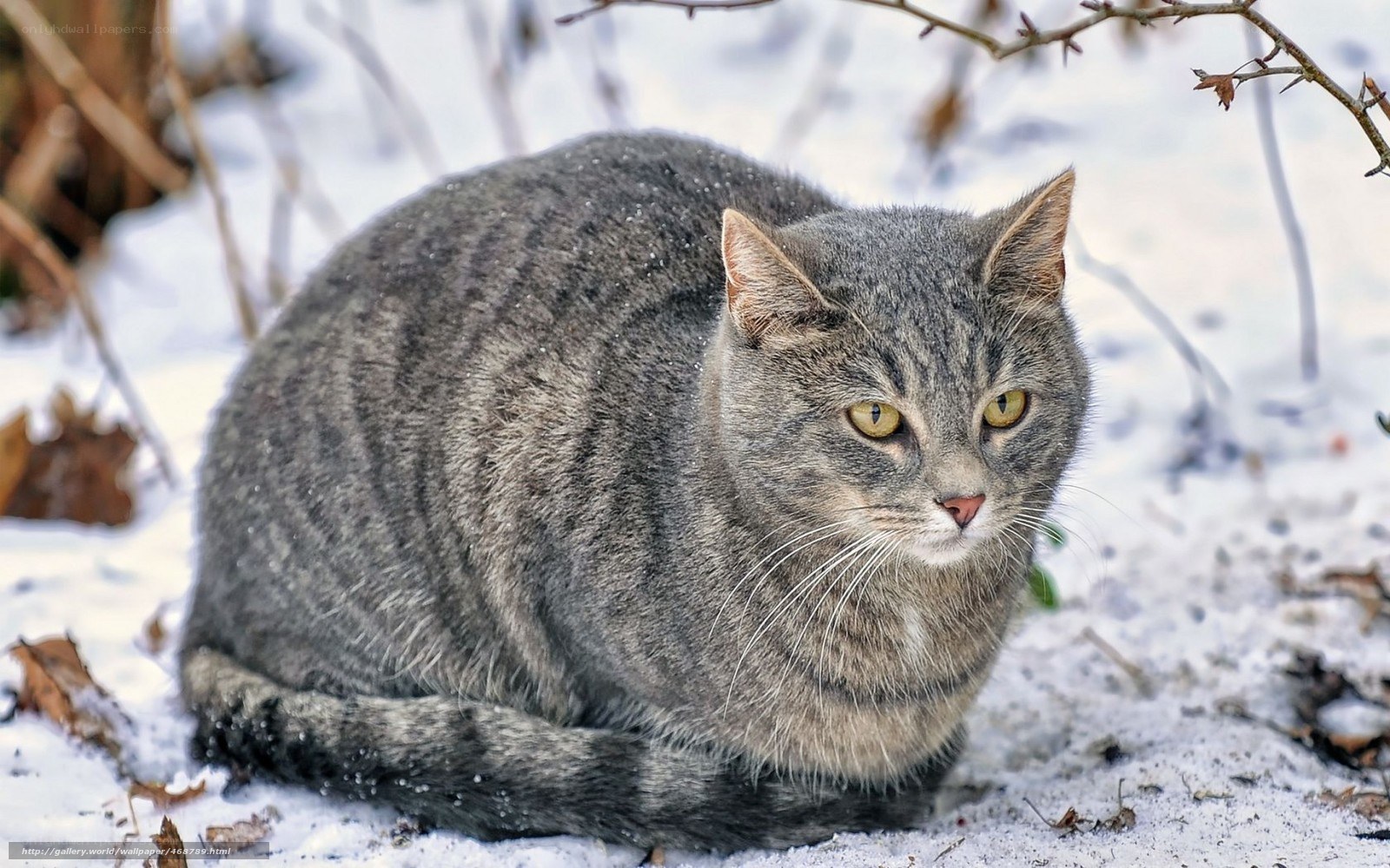 gray tabby cat in snow