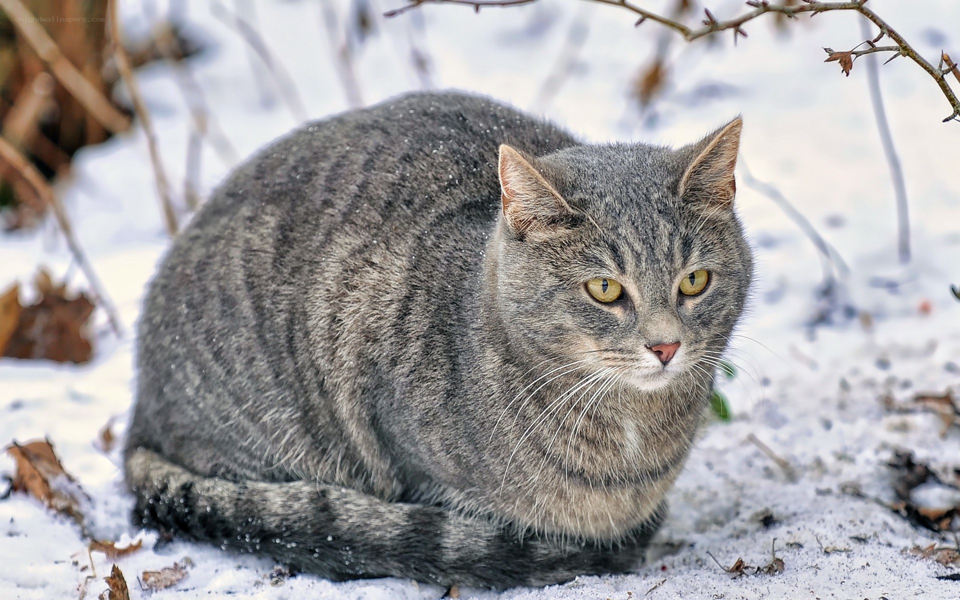 gray tabby cat in snow