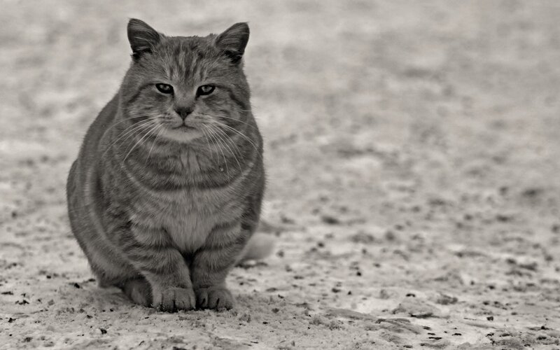 gray tabby cat in snow
