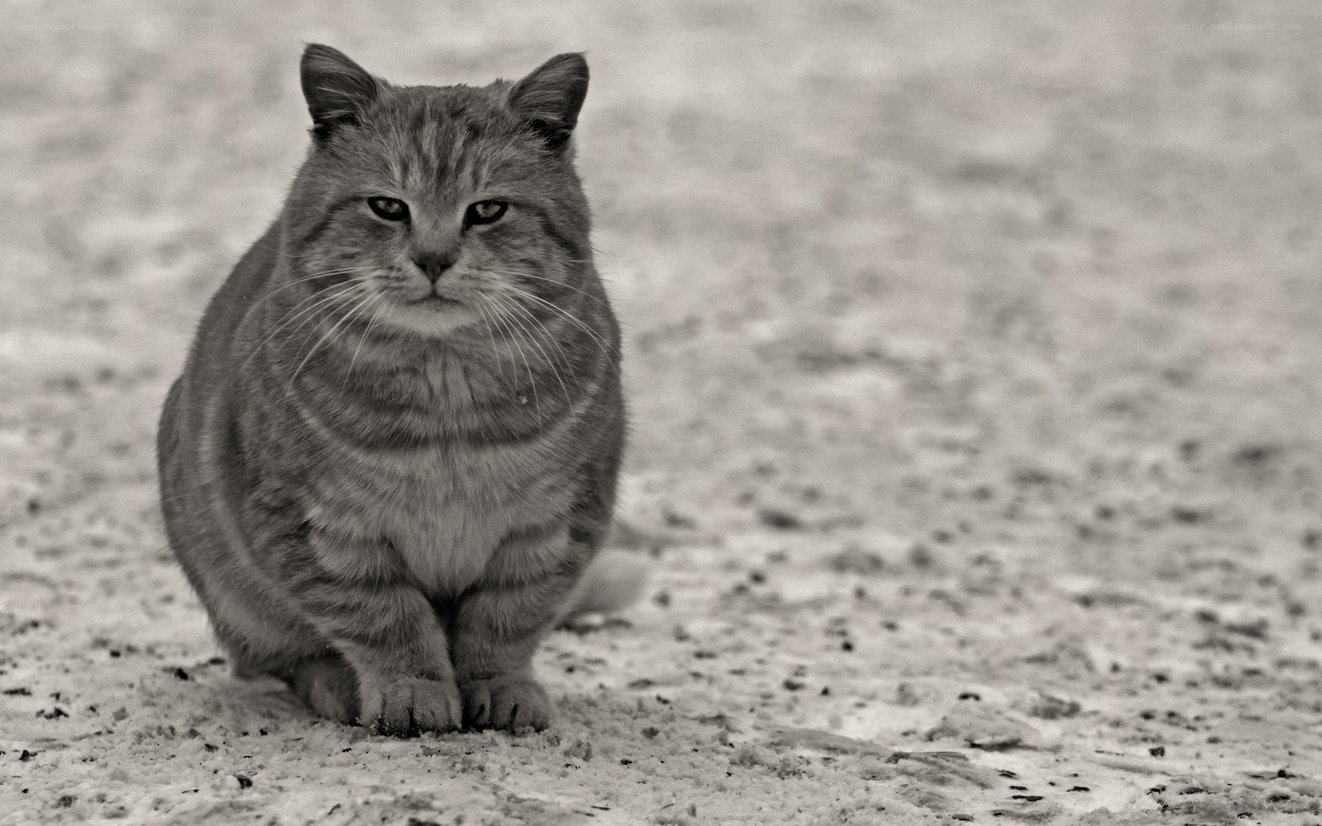 gray tabby cat in snow