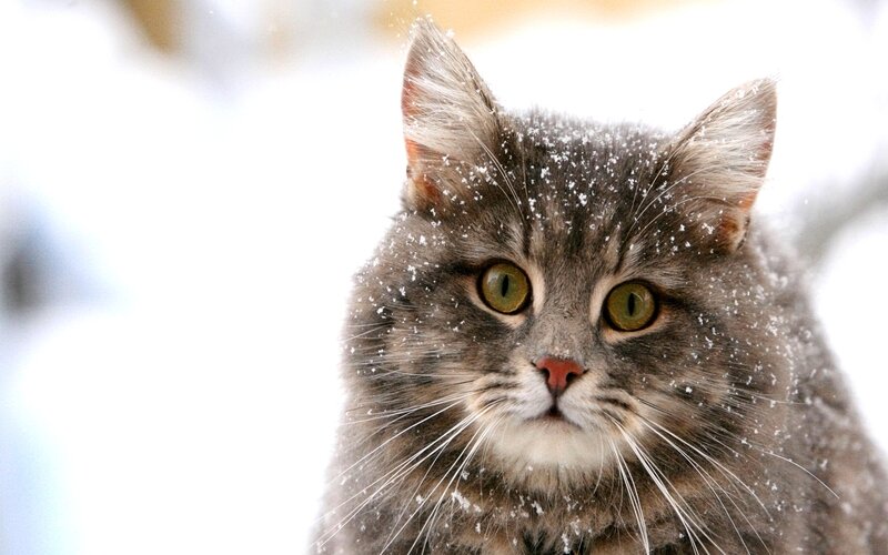 Gray Tabby Cat in Snow — Calm