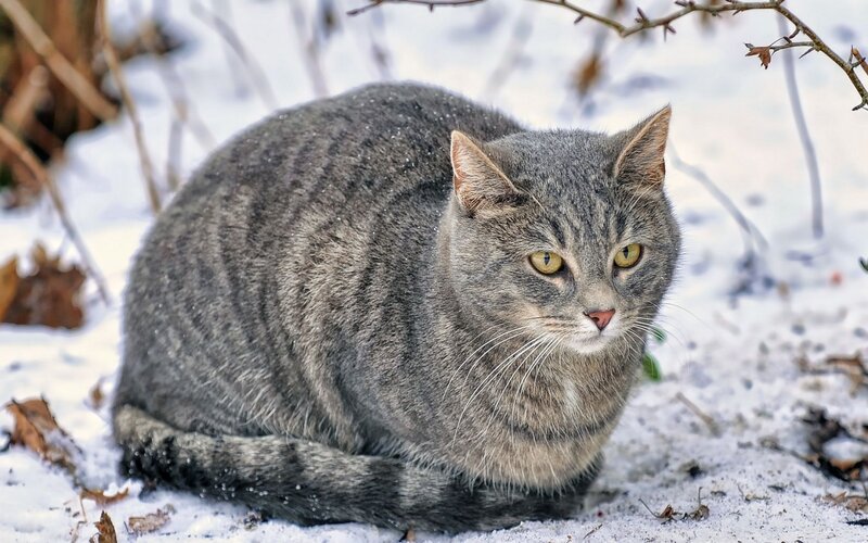 Gray Tabby Cat in Snow — Calm, Winter, Photograph, Branches