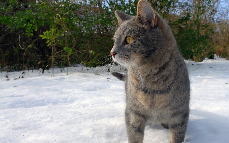 Gray Tabby Cat in Snow — Calm, Winter, Photograph, Bushes, White