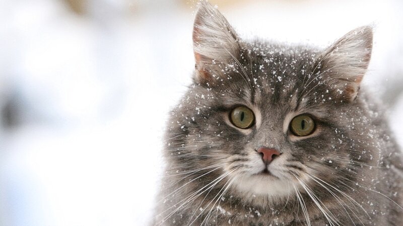 Gray Tabby Cat in Snow — Calm, Winter, Photograph